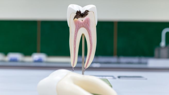 Model of tooth on desk