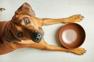 a dog looking up from an empty bowl